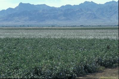 Cotton fields in Arizona