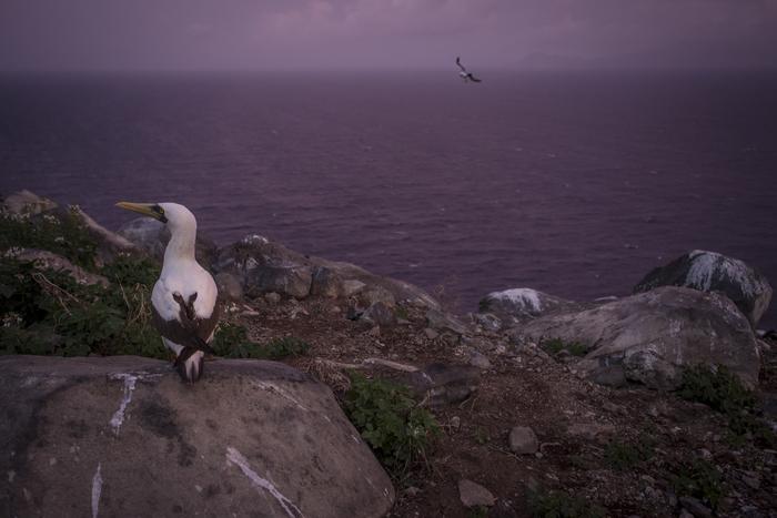 Masked Booby on Redonda