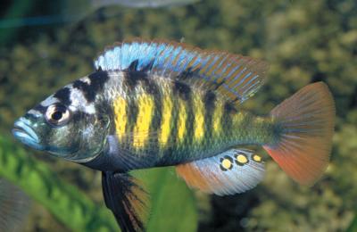 <i>Haplochromis</i> sp. Thickskin