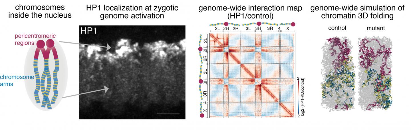 HP1a Involved in De Novo Genome Reorganization in Early Drosophila Embryos