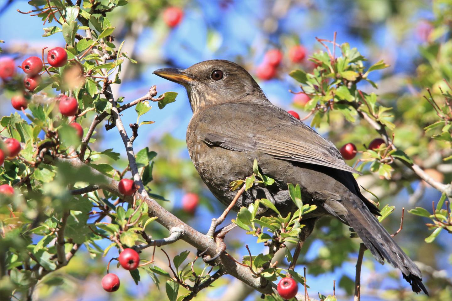 Introduced Eurasian Blackbirds