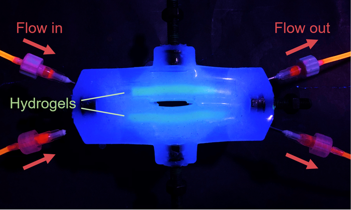 Vocal cord bioreactor during testing