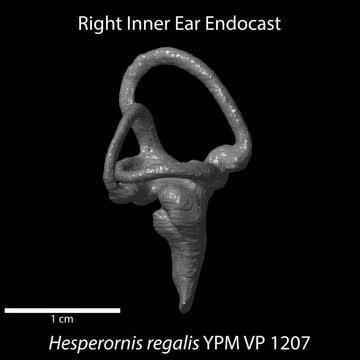 Inner ear endocast of the toothed