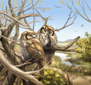Reconstruction of the extinct owl Miosurnia diurna