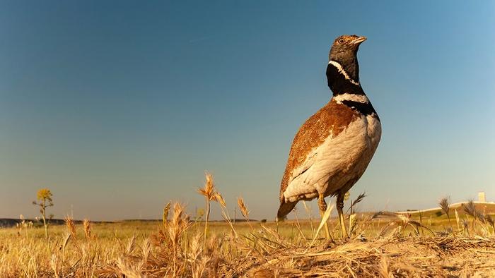 Scientists, farmers and managers work together to avoid the decline of the little bustard, an endangered steppe bird