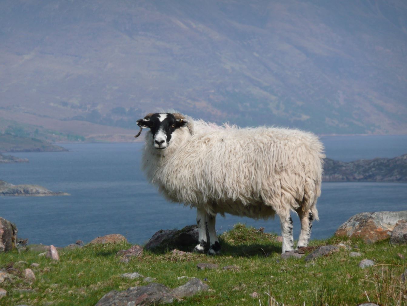 Scottish Blackface from Applecross, Scotland