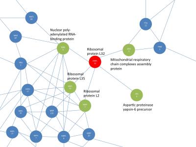 Protein Network