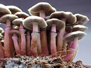 Cultivated magic mushrooms