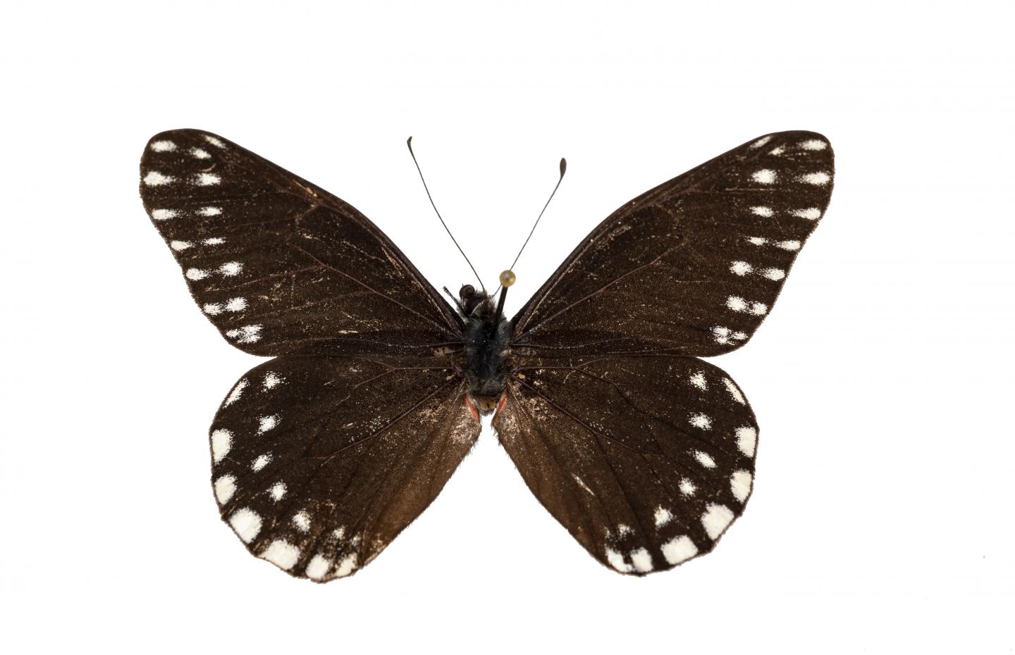 Rare Black Butterfly Named for Early Female Entomologist