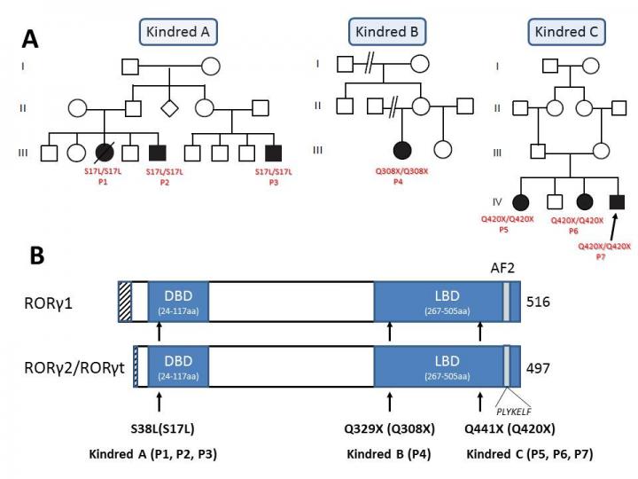 Diagram Image Eurekalert Science News Releases