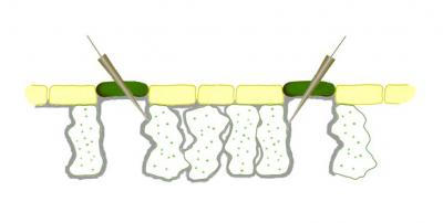 Schematic Section of a Plant Leaf