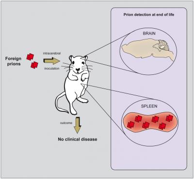 A Quicker Way in for Prions?