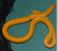 The Yellow Sea Snake Individuals Often Possess Black Spots Along the Back