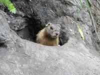 Yellow-Bellied Marmot Pup at a Burrow Entrance