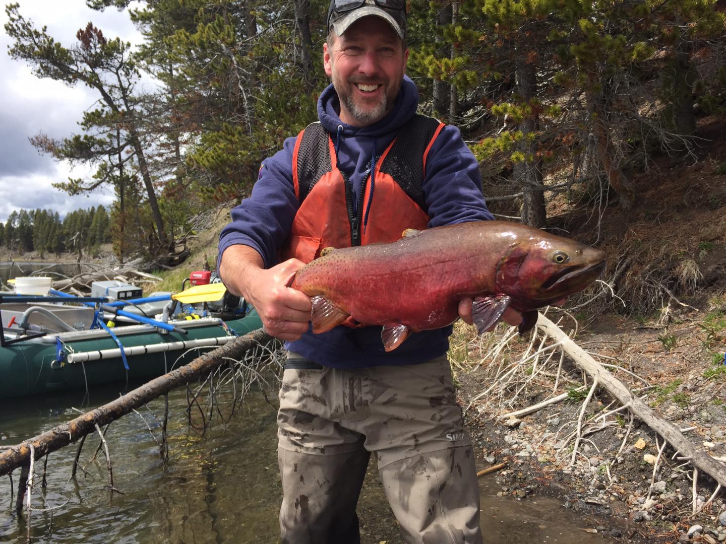 Invasion of Lake Trout in Yellowstone Changed Aquatic and Terrestrial Ecosystems (4 of 14)