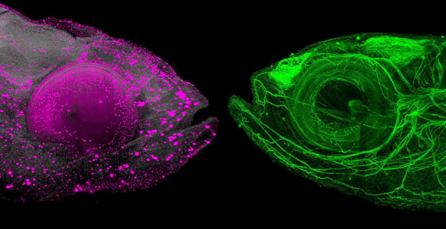 Zebrafish [IMAGE] EurekAlert! Science News Releases