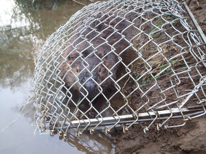 beaver trapped