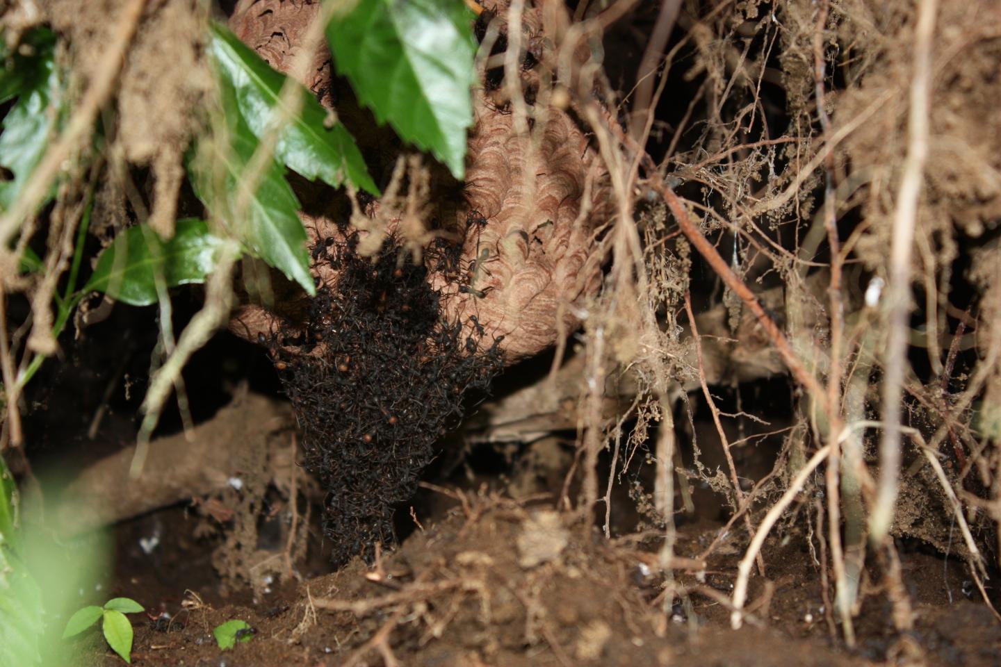 Underground Army Ants Can't Take the Heat
