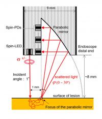 Figure 3. Cross-section of the designed endoscope probe for in vivo diagnosis of cancer progression