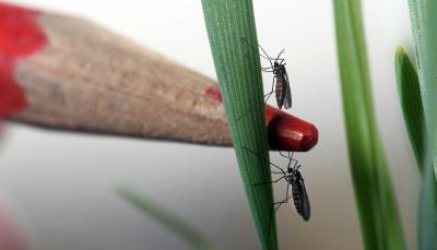 Hessian Flies on a Piece of Wheat