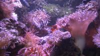Group of Clownfish in Anemonies