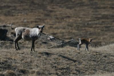 Global Warming Linked to Caribou-Calf Mortality (1 of 3)