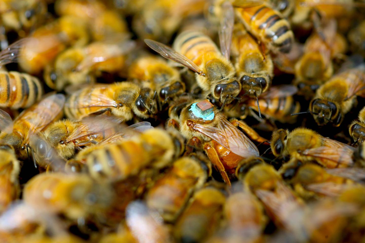 Honeybees