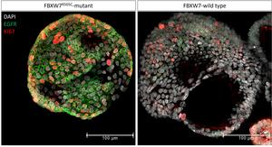 EGFR signaling in colon organoids with and without FBXW7 mutation