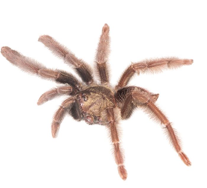 Psalmopoeus chronoarachne