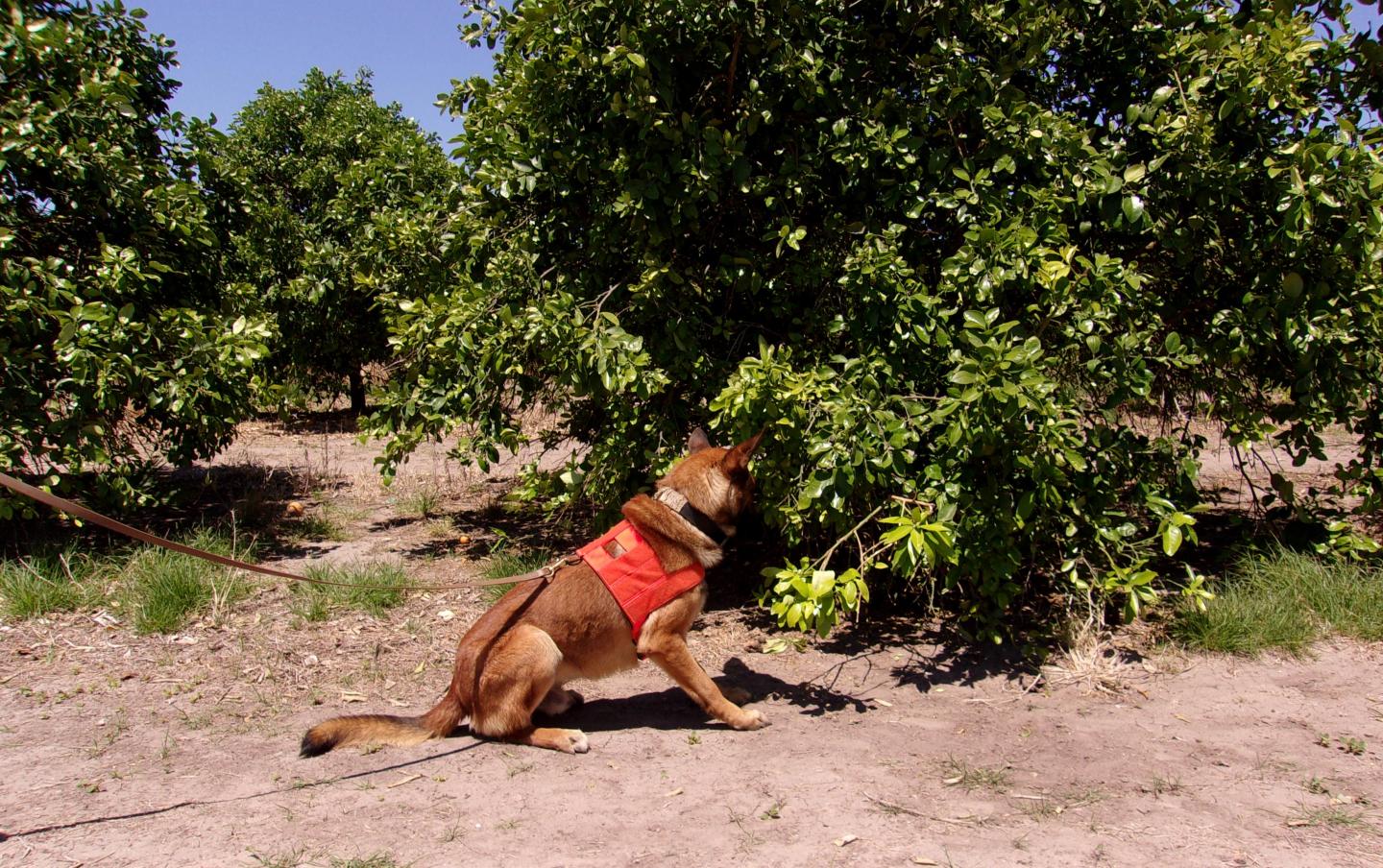 Detector canine 'Szaboles' scouting citrus orchard for the bacterial pathogen Candidatus Liberibacter asiaticus. 