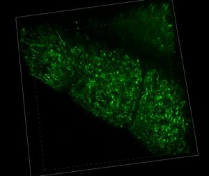 3D view of C. elegans mitochondrial network