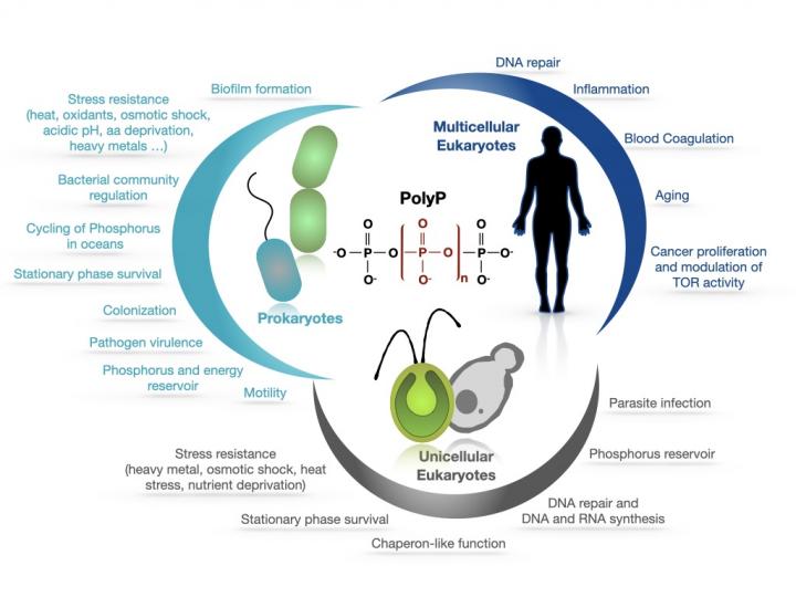 The Many Functions of Polyphosphate