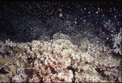 Underwater Photograph of Larvae