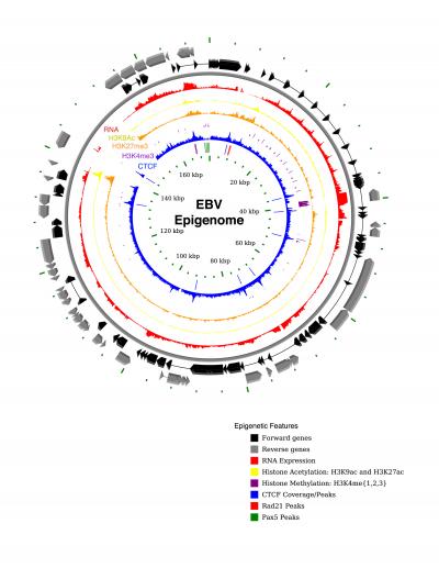 The EBV Epigenome