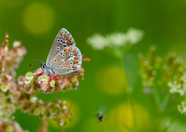 Northern Brown Argus