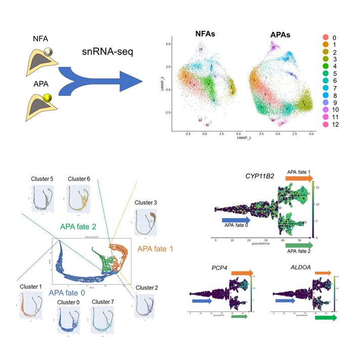 Overview of the present study.