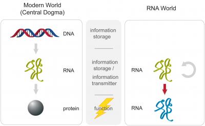 Synthetic Enzyme Hints at First RNA Ribozyme