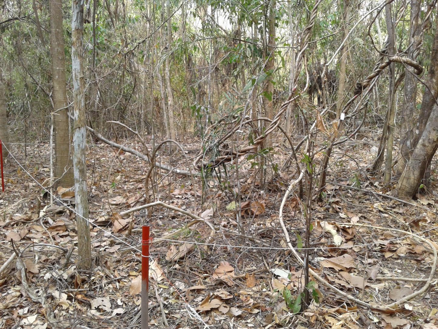 Subplot within the Forest