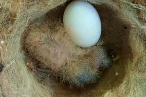 Newly hatched White-necked Jacobin chick. Notice its dorsal fluffy down feathers.