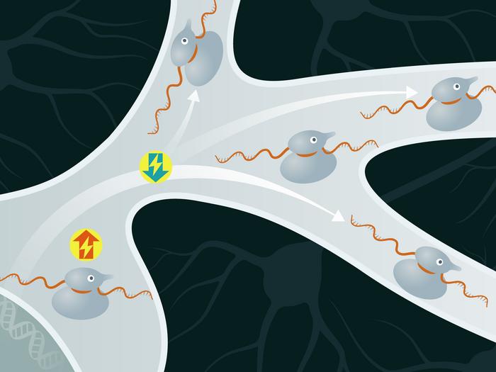 Neurones can save energy if they produce (blue arrow pointing downwards) some proteins directly in their dendrites (right in the picture). If, on the other hand, mRNA remains in the cell body (left) and forms the proteins there, more energy would be requi