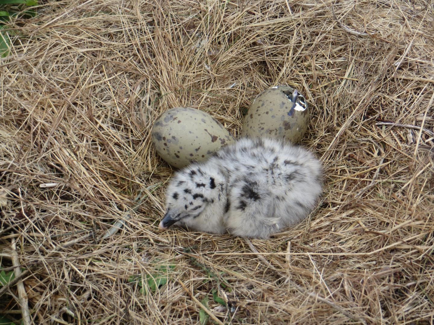 Flight Ability of Birds Affects the Shape of Their Eggs (2 of 6)