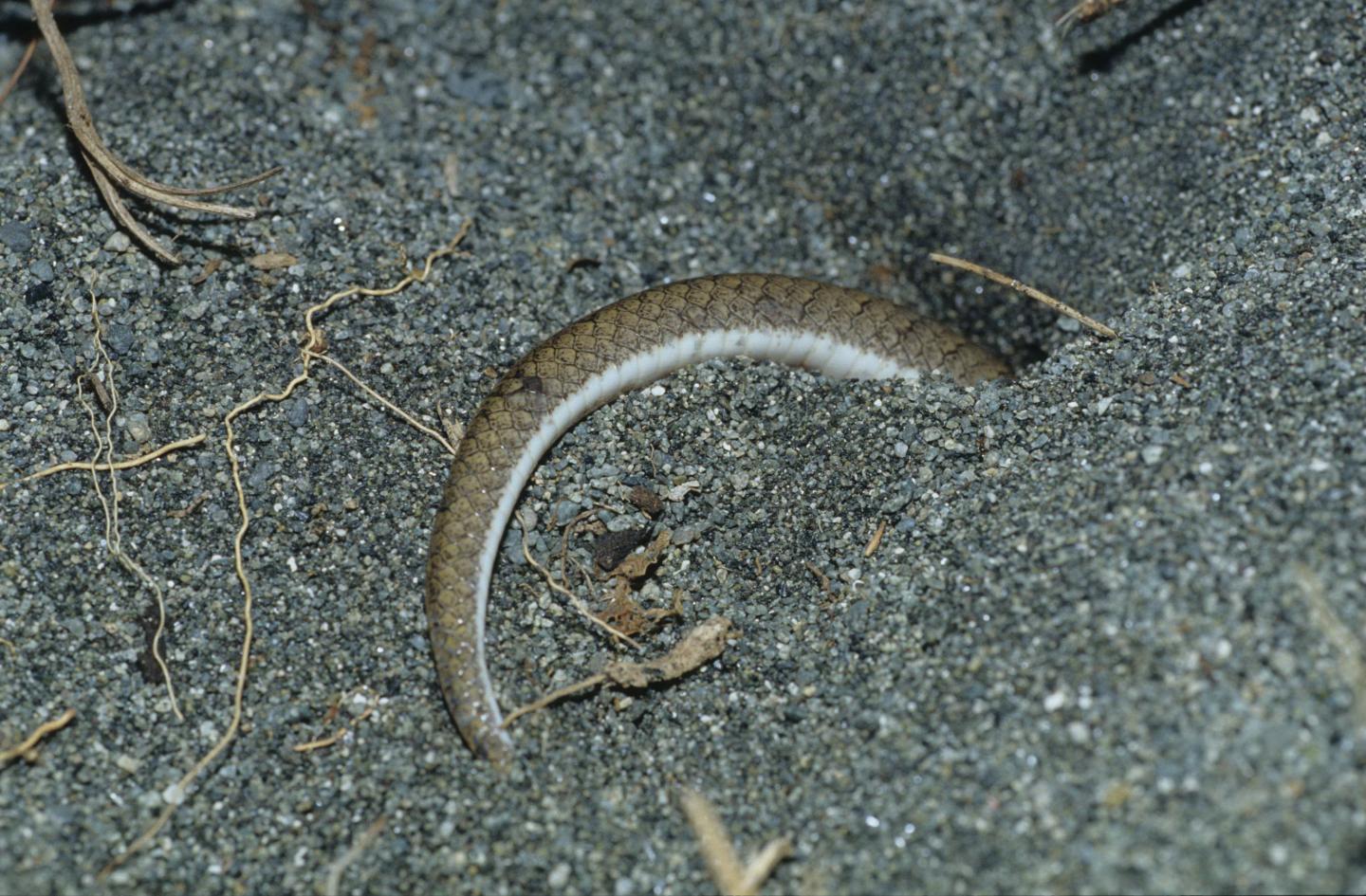 Snake Study Supports Longer Life for Less Agg EurekAlert!