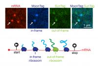 In-Frame and Out-Of-Frame Translation on the Same mRNA at the Same Time