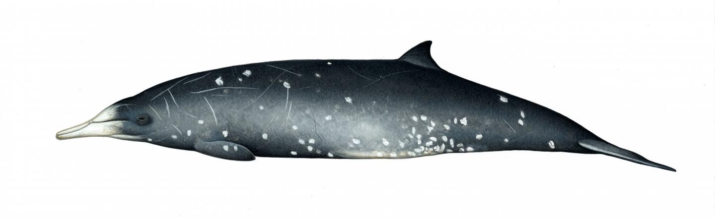 Gray's beaked whale [IMAGE] | EurekAlert! Science News Releases