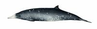 Gray's beaked whale