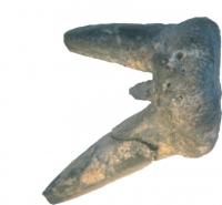 <i>Orthacanthus</i> Tooth