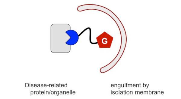 The Molecule that Can AUTAC Bad Proteins