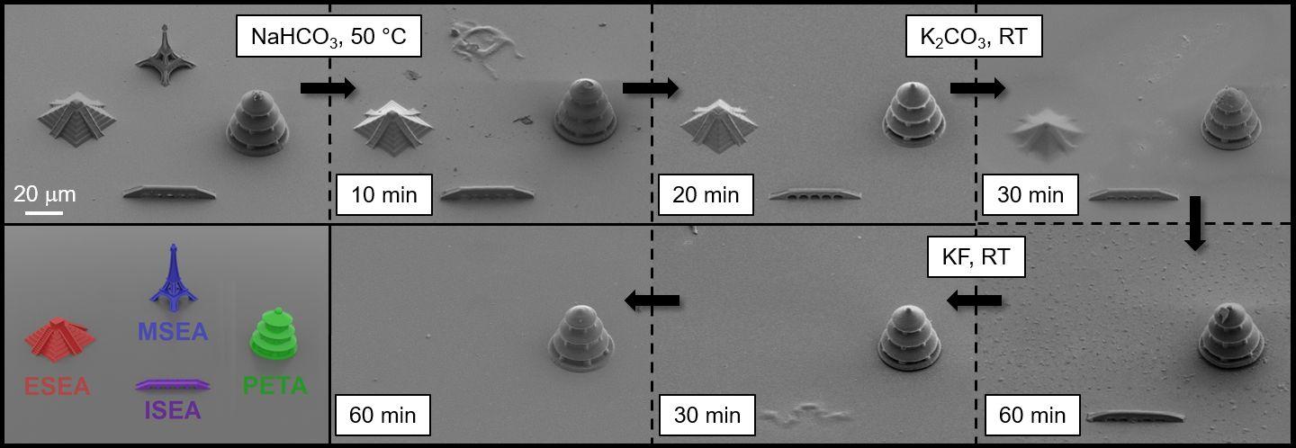 The Scanning Electron Microscopies Show the Selective Degradation of the 3-D Structures