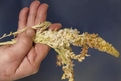 Corn Smut Flower with Tumors