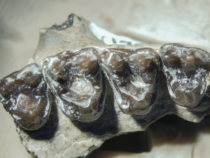 The largest and earliest known sample of dental caries in an extinct mammal (Mammalia, Euarchonta, Microsyops latidens) and its ecological implications